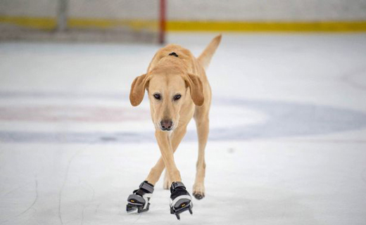 skating dog